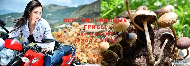 Псилоцибиновые грибы Psilocybe  где продают   Таганрог 